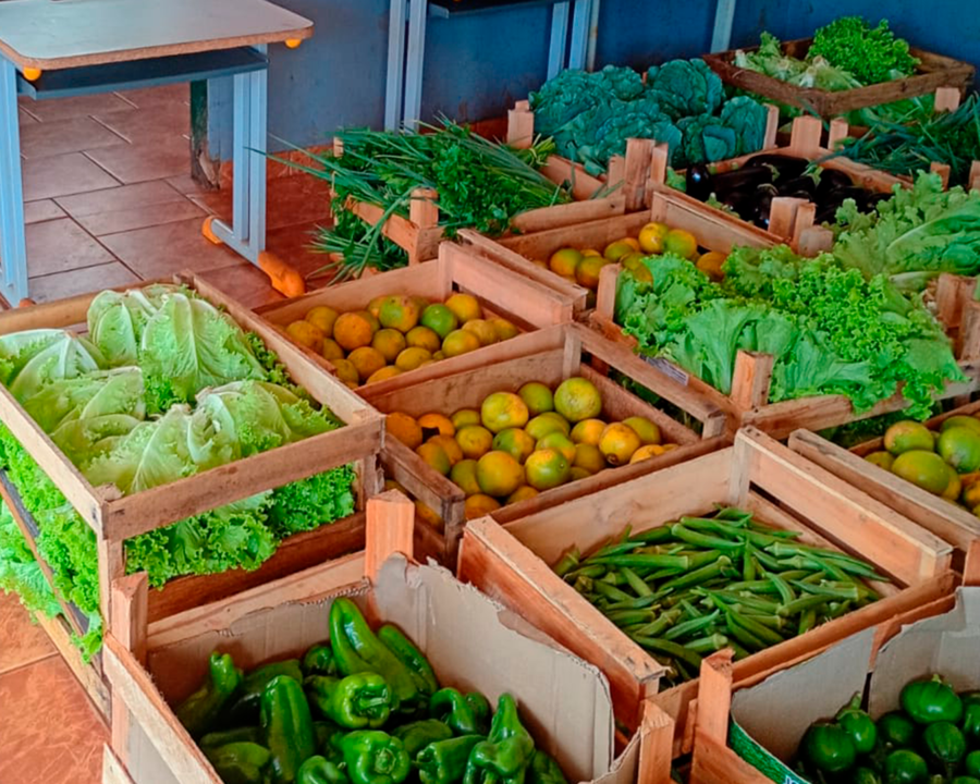 Projeto Fundo de Quintal fortalece produção de alimentos em nove aldeias indígenas de Sidrolândia