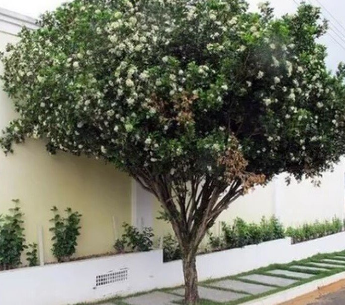 Prefeitura de Sidrolândia inicia retirada de murta conforme lei municipal de proteção à citricultura.