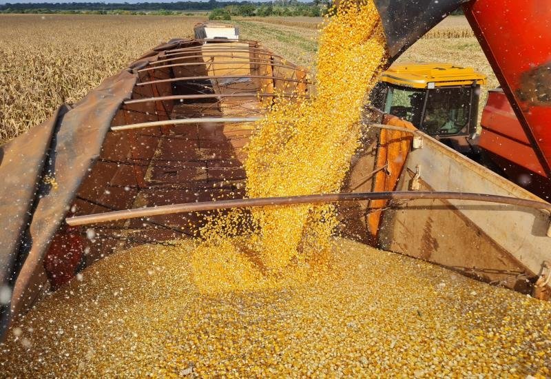 Exportação de DDG à China pode impactar mercado interno de Mato Grosso do Sul