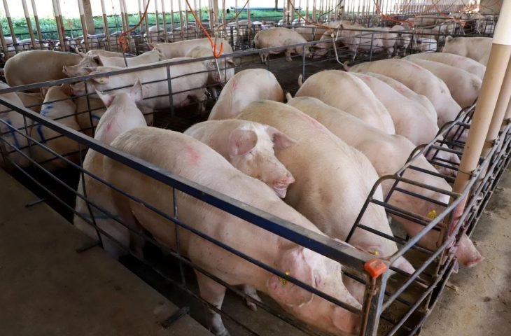 MS consolida avanço da suinocultura com crescimento de 50% e mais de R$ 300 milhões em incentivos