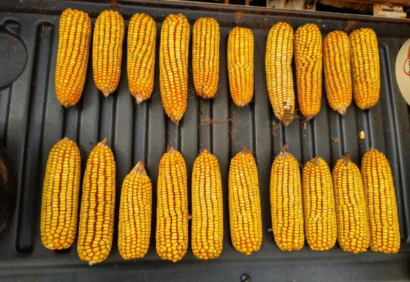 Colheita do milho ganha ritmo e entra na fase mais intensa em Mato Grosso do Sul