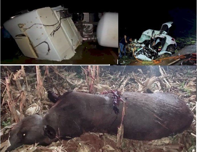 Morador de Sidrolândia e adolescente de 13 anos morrem em acidente após colisão com anta na BR-267