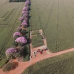 Reforma Tributária trará novos desafios e oportunidades para produtores de soja e milho de Mato Grosso do Sul